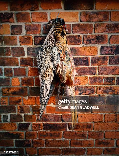 dead pheasants - hanging death photos stock pictures, royalty-free photos & images