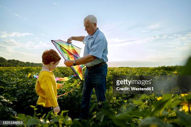 grandfather standing with grandson and holding kite in sunflower field - light vivid children senior young focus foto e immagini stock