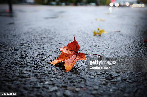 sunlit rain wet autumn leaf on asphalt - leaf close up stock pictures, royalty-free photos & images