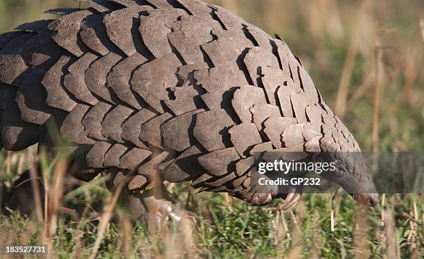 close-up of a pangolin in its natural habitat - pangolin stock pictures, royalty-free photos & images