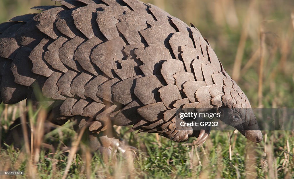 Close-up of a pangolin in its natural habitat