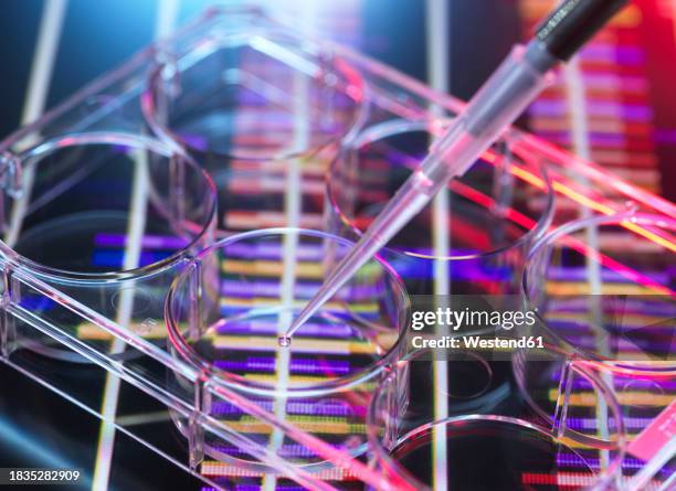 pipetting sample into multi well plate for dna testing - dna sequence stock pictures, royalty-free photos & images