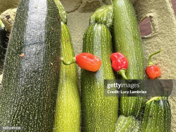 home-grown zucchini and hot chilli peppers - sloten stock pictures, royalty-free photos & images