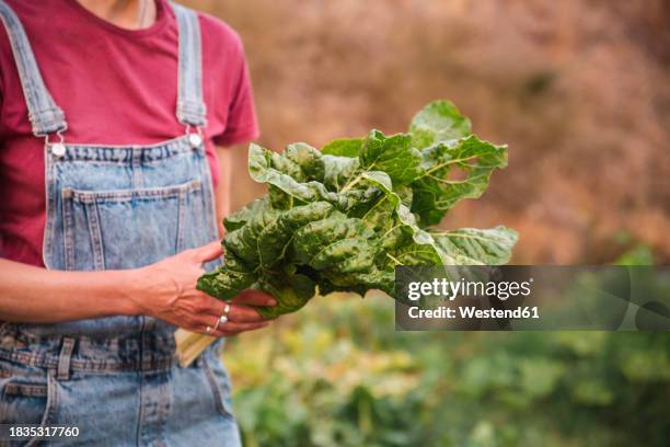 woman wearing bib overalls holding bunch of chards in orchard - blette photos et images de collection