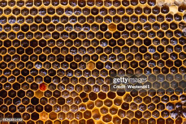 honeycomb with beeswax and honey bees - honeycomb pattern stock pictures, royalty-free photos & images