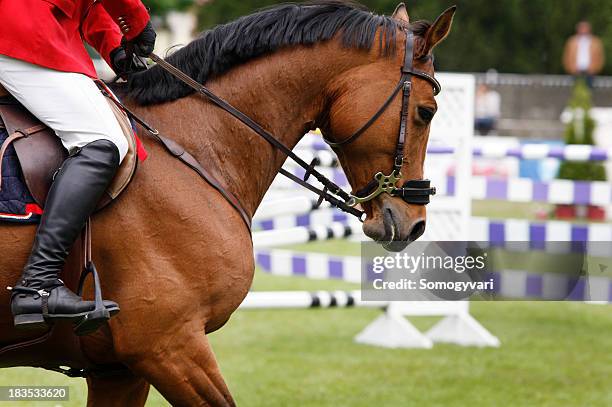 cavalo equitação-provas de saltos - sport equestre imagens e fotografias de stock