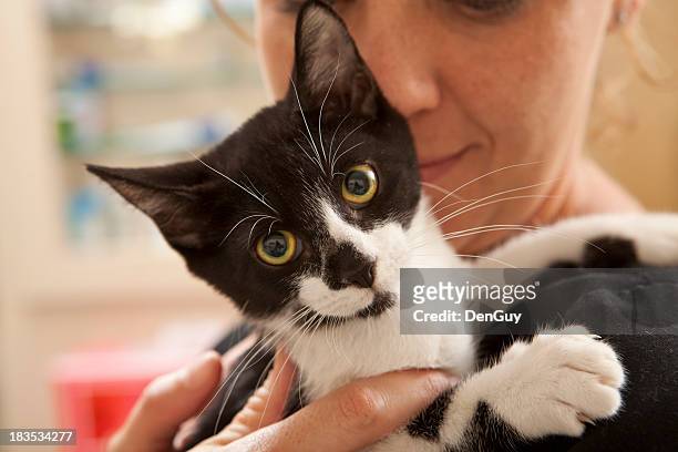 jovem gato comforted pelo técnico veterinário antes da cirurgia - holding cat imagens e fotografias de stock