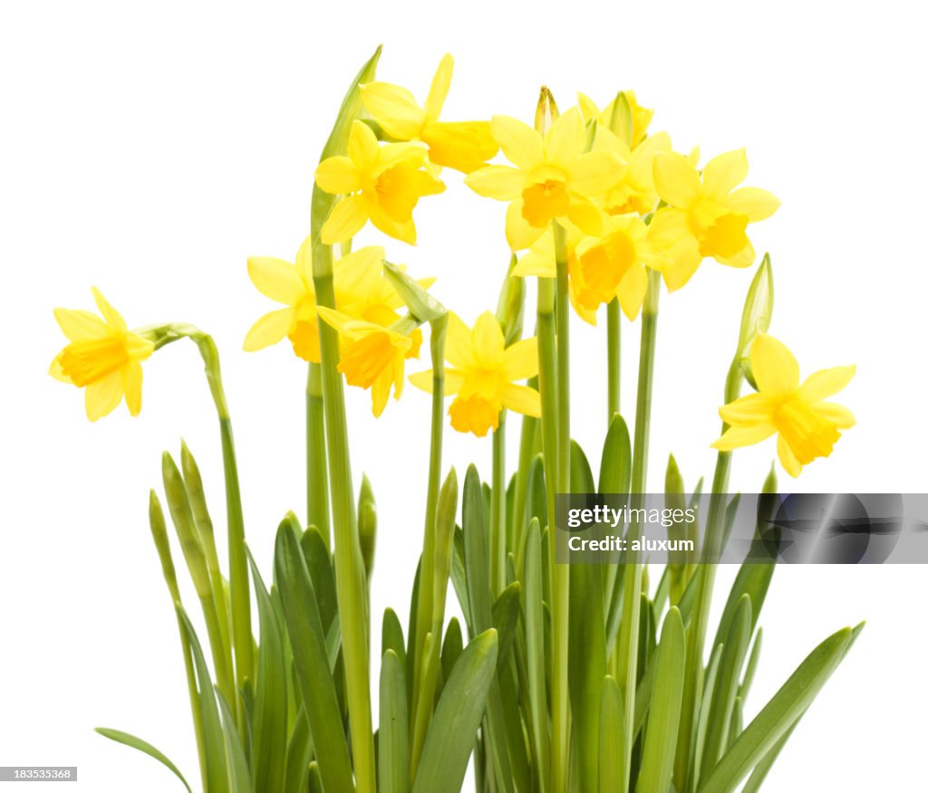 Several narcissus flowers in a white background