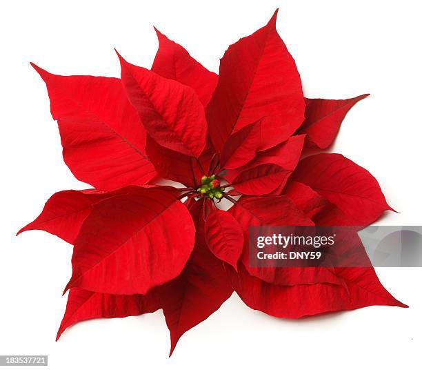 poinsettia - christmas flowers on white stock pictures, royalty-free photos & images