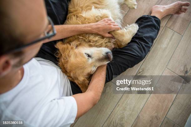 man stroking golden retriever dog on hardwood floor - dog on wooden floor stock pictures, royalty-free photos & images