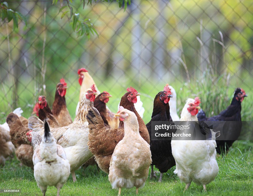 Group Of Chickens