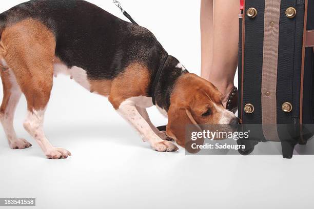 there's something in here - airport security dog stock pictures, royalty-free photos & images
