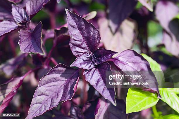 purple basil - basilika bildbanksfoton och bilder