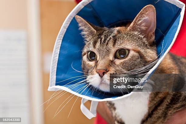cat le espera con collarín en después de procedimiento en el hospital de animales - cat cone fotografías e imágenes de stock