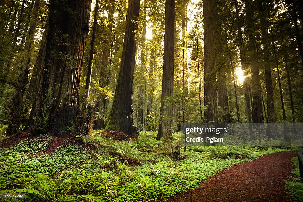 Redwood trail durch Bäume im Wald