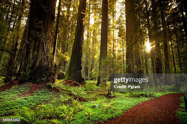 redwood trail durch bäume im wald - redwood stock-fotos und bilder