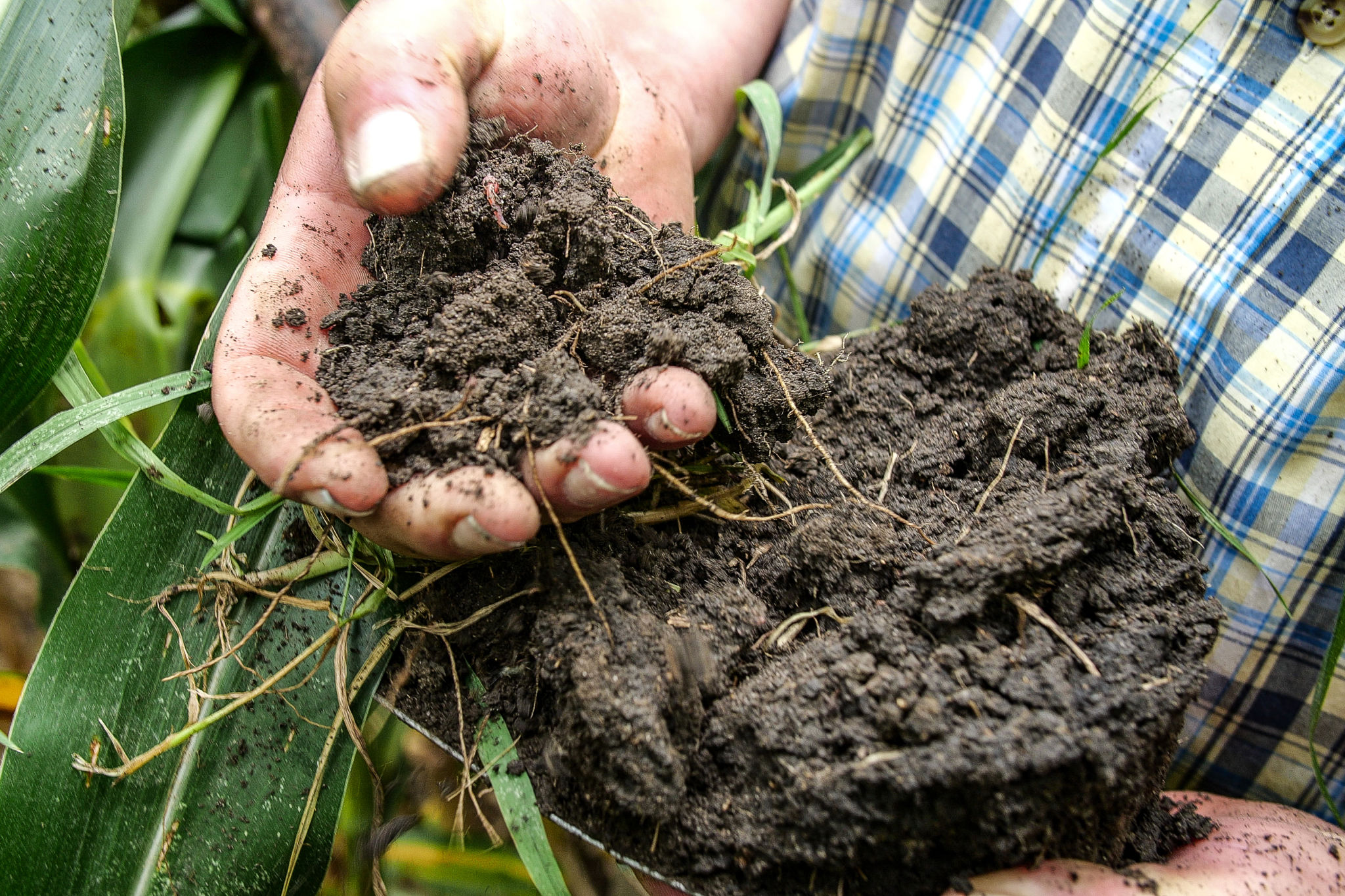 regenerative agriculture