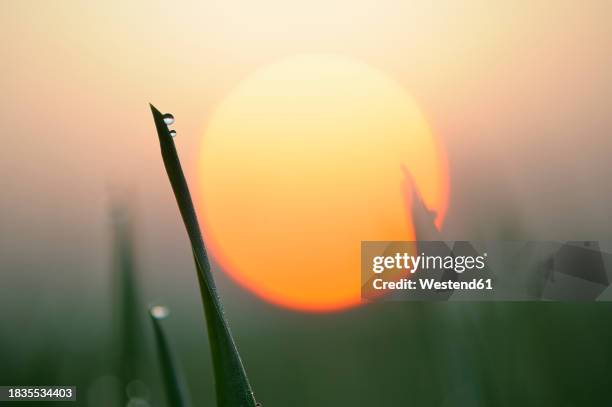 dew on blade of grass at sunrise - blades of grass stock-fotos und bilder