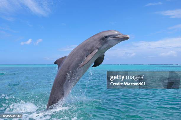 bottle-noseddolphin(tursiopstruncatus)jumping in caribbean sea - whale jumping stock pictures, royalty-free photos & images