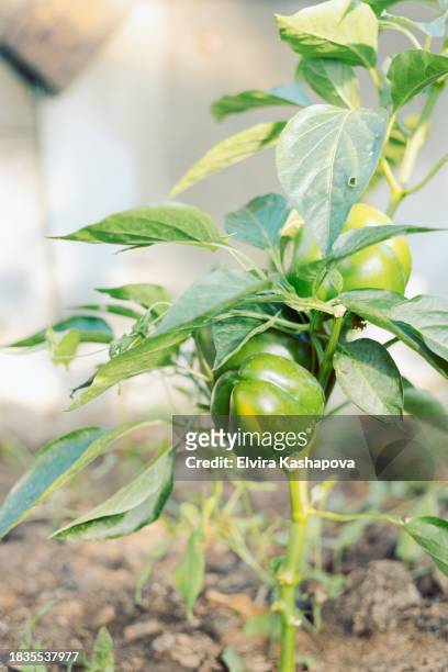 green pepper growing in the garden, close up - bell pepper field stock pictures, royalty-free photos & images