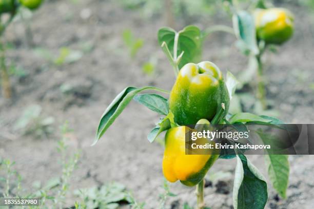 yellow pepper growing in the garden, copy space - bell pepper field stock pictures, royalty-free photos & images