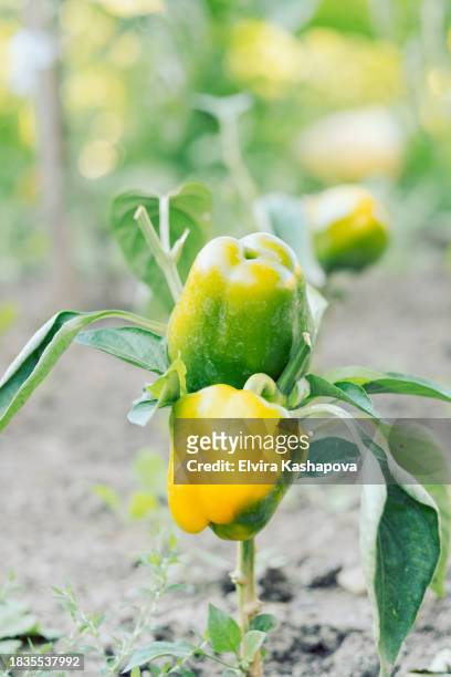 yellow pepper growing in the garden, close up - bell pepper field stock pictures, royalty-free photos & images