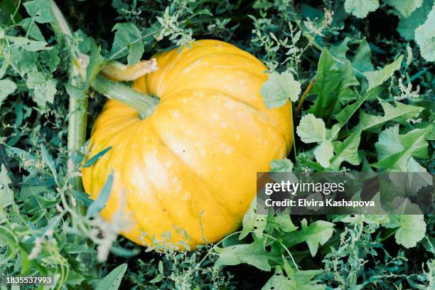 large yellow pumpkin growing in the vegetable garden, copy space - orange camouflage stock pictures, royalty-free photos & images