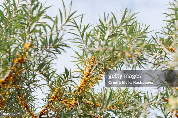 harvest of sea buckthorn on a branch, close-up. berry with vitamin c - buckthorn stock pictures, royalty-free photos & images