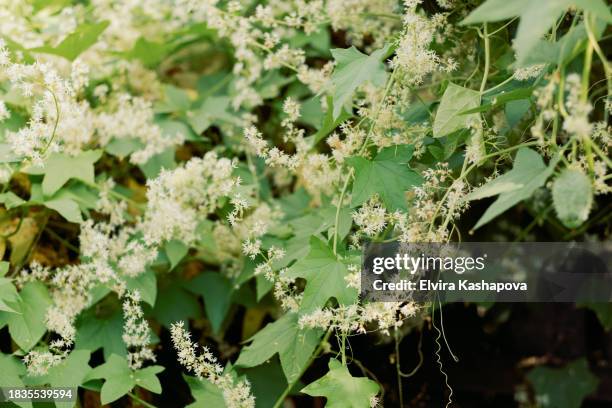 sophora japonica with small white flowers on the branches. - sophora japonica stock-fotos und bilder