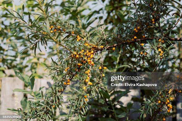 harvest of sea buckthorn on a branch, close-up. berry with vitamin c - buckthorn stock pictures, royalty-free photos & images