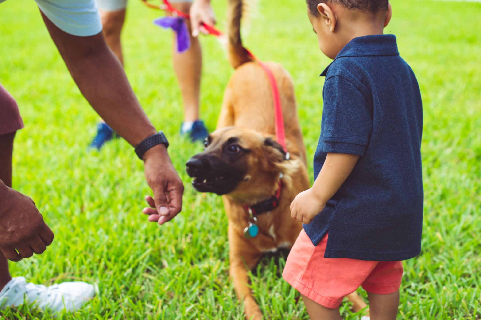 Toddler boy and father pet a rambunctious dog outdoors Toddler boy and father pet a rambunctious dog outdoors