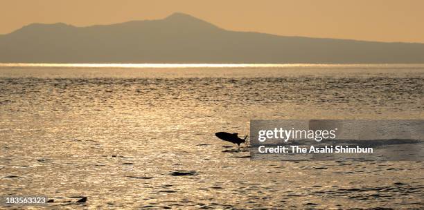 Salmon leaps while running to a home river at Sea of Okhotsk on October 6, 2013 in Rausu, Hokkaido, Japan.