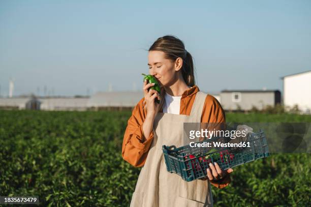 happy farmer smelling bell pepper in field on sunny day - bell pepper field stock pictures, royalty-free photos & images