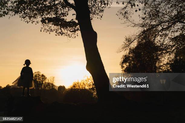 silhouette of girl standing under tree at sunset - nature tree black white stock-fotos und bilder