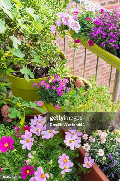 pink and green plants cultivated in balcony garden - schmuckkörbchen stock-fotos und bilder