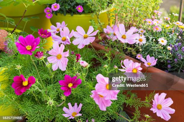 pink potted flowers blooming in summer - cosmos flower stock pictures, royalty-free photos & images