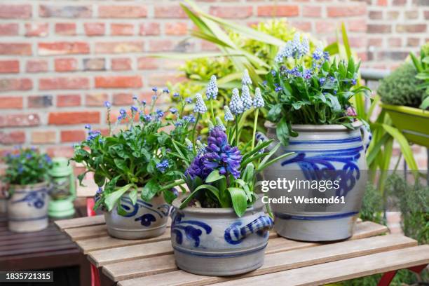 potted hyacinths blooming in balcony garden - forget me not stockfoto's en -beelden