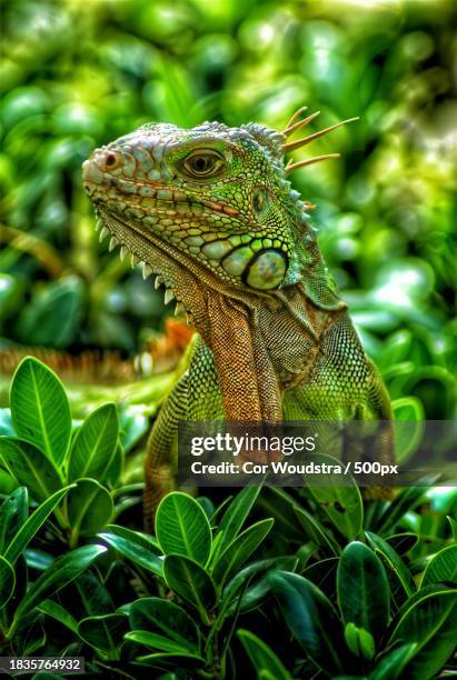close-up of iguana on plant,united states,usa - iguanas stock pictures, royalty-free photos & images