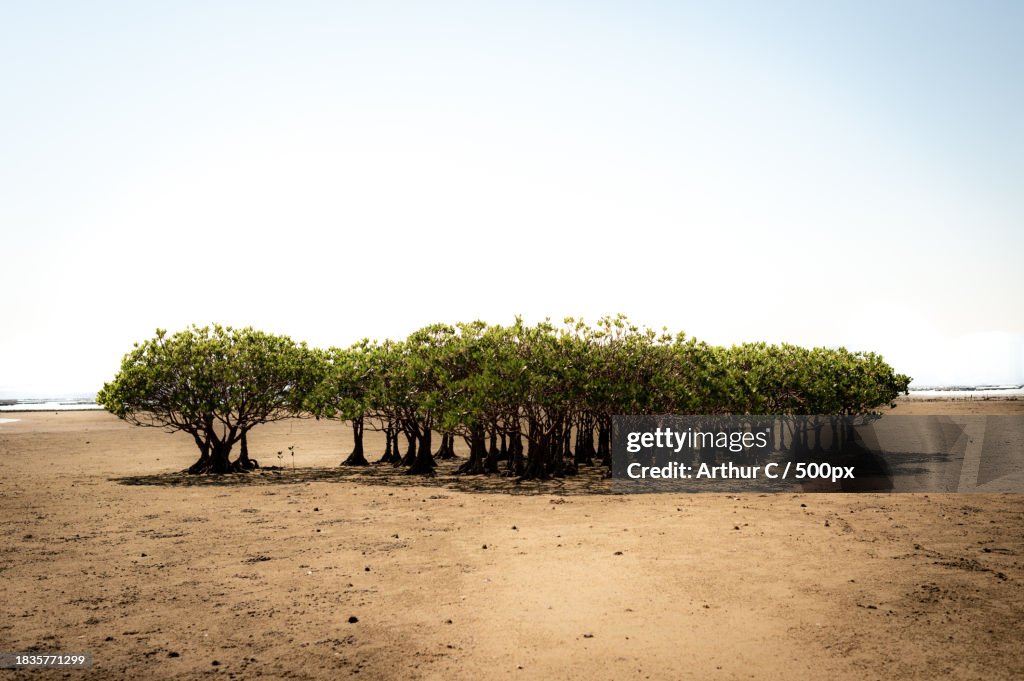 Trees on field against clear sky,Hong Kong