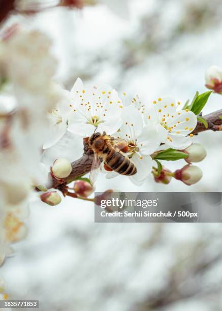 close-up of bee on white flowers,ukraine - bees buzzing stock pictures, royalty-free photos & images