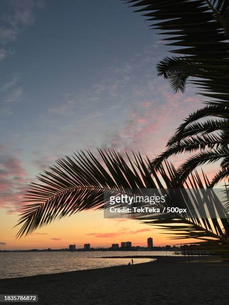 silhouette of palm trees on beach against sky during sunset,cartagena,murcia,spain - teka stock pictures, royalty-free photos & images