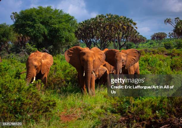Elephants herd in green grass after rain, Samburu County, Samburu National Reserve, Kenya on November 23, 2023 in Samburu National Reserve, Kenya.