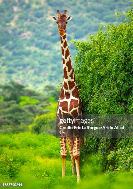 Female reticulated giraffe , Samburu County, Samburu National Reserve, Kenya on November 23, 2023 in Samburu National Reserve, Kenya.