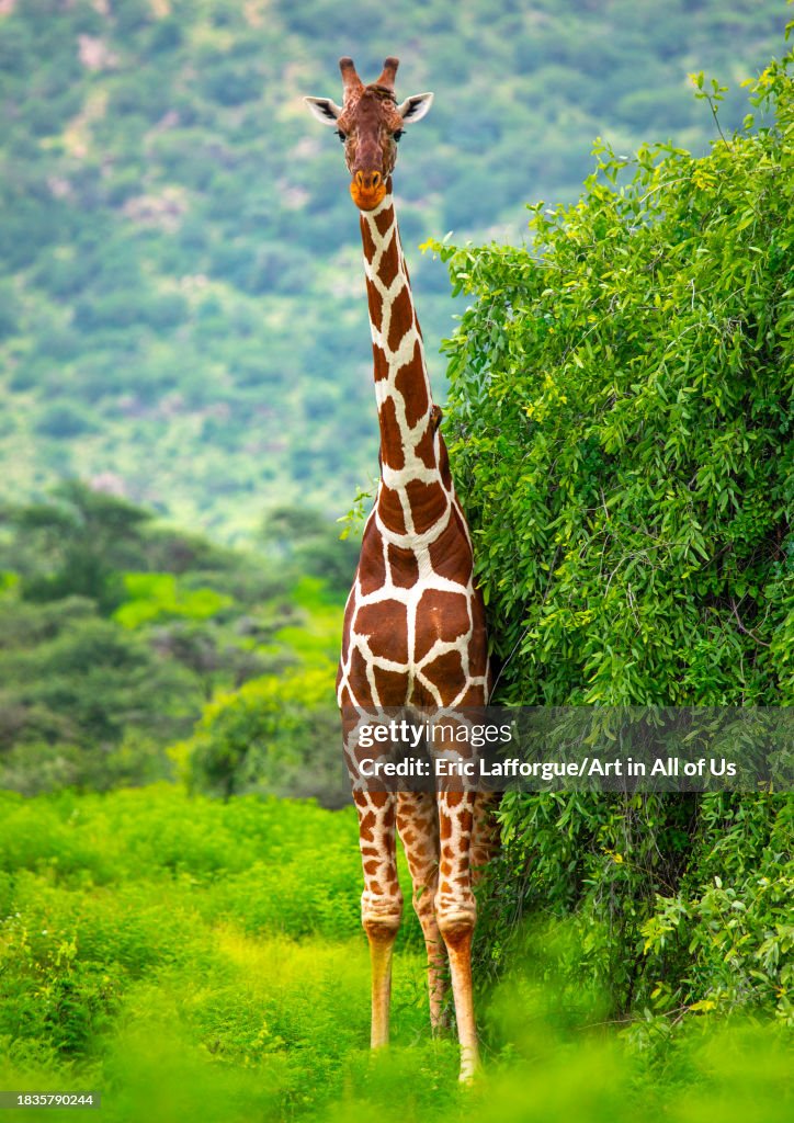 Female reticulated giraffe (Giraffa camelopardalis reticulata), Samburu County, Samburu National Reserve, Kenya...