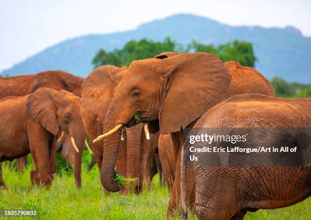 Elephants herd in green grass after rain, Samburu County, Samburu National Reserve, Kenya on November 23, 2023 in Samburu National Reserve, Kenya.
