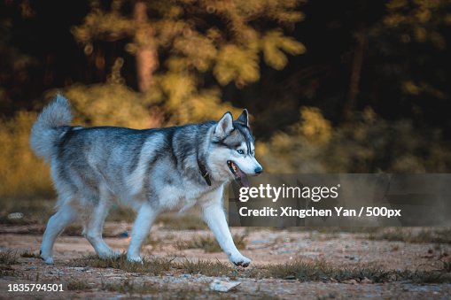 Purebred Wolves Side View Of Sled Purebred Siberian Husky