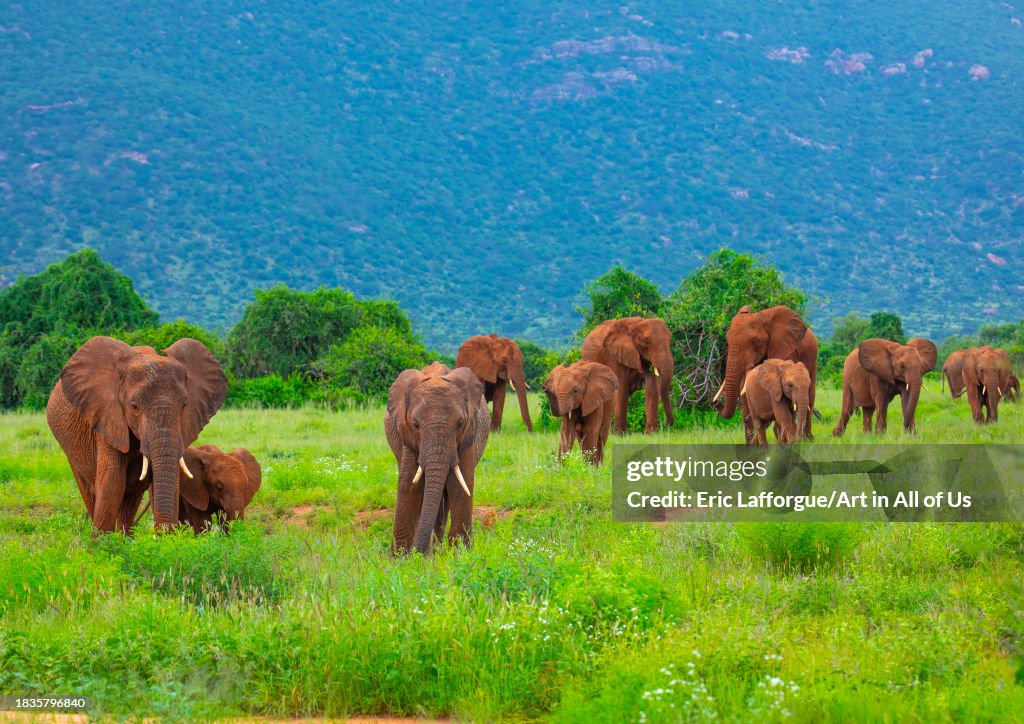 Elephants herd in green grass after rain, Samburu County, Samburu National Reserve, Kenya...