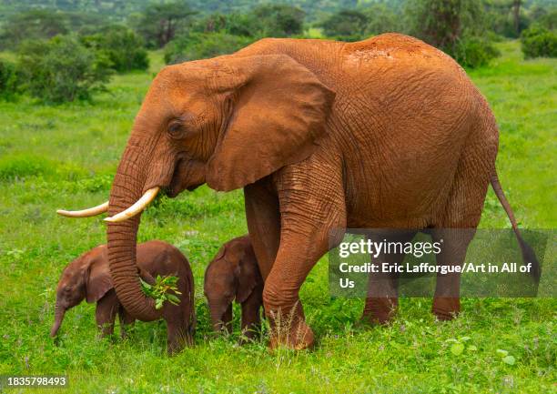 Rare elephant twins babies with their mother, Samburu County, Samburu National Reserve, Kenya on November 23, 2023 in Samburu National Reserve, Kenya.