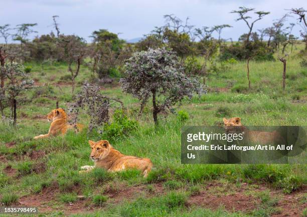 Lions family resting after hunt, Samburu County, Samburu National Reserve, Kenya on November 22, 2023 in Samburu National Reserve, Kenya.