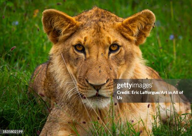 Lion head looking at camera, Samburu County, Samburu National Reserve, Kenya on November 22, 2023 in Samburu National Reserve, Kenya.